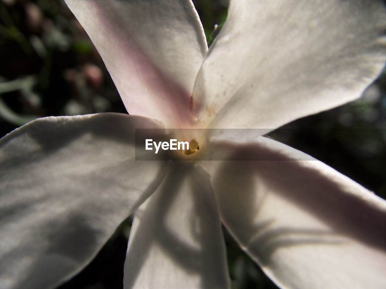 CLOSE-UP OF WHITE FLOWERS BLOOMING