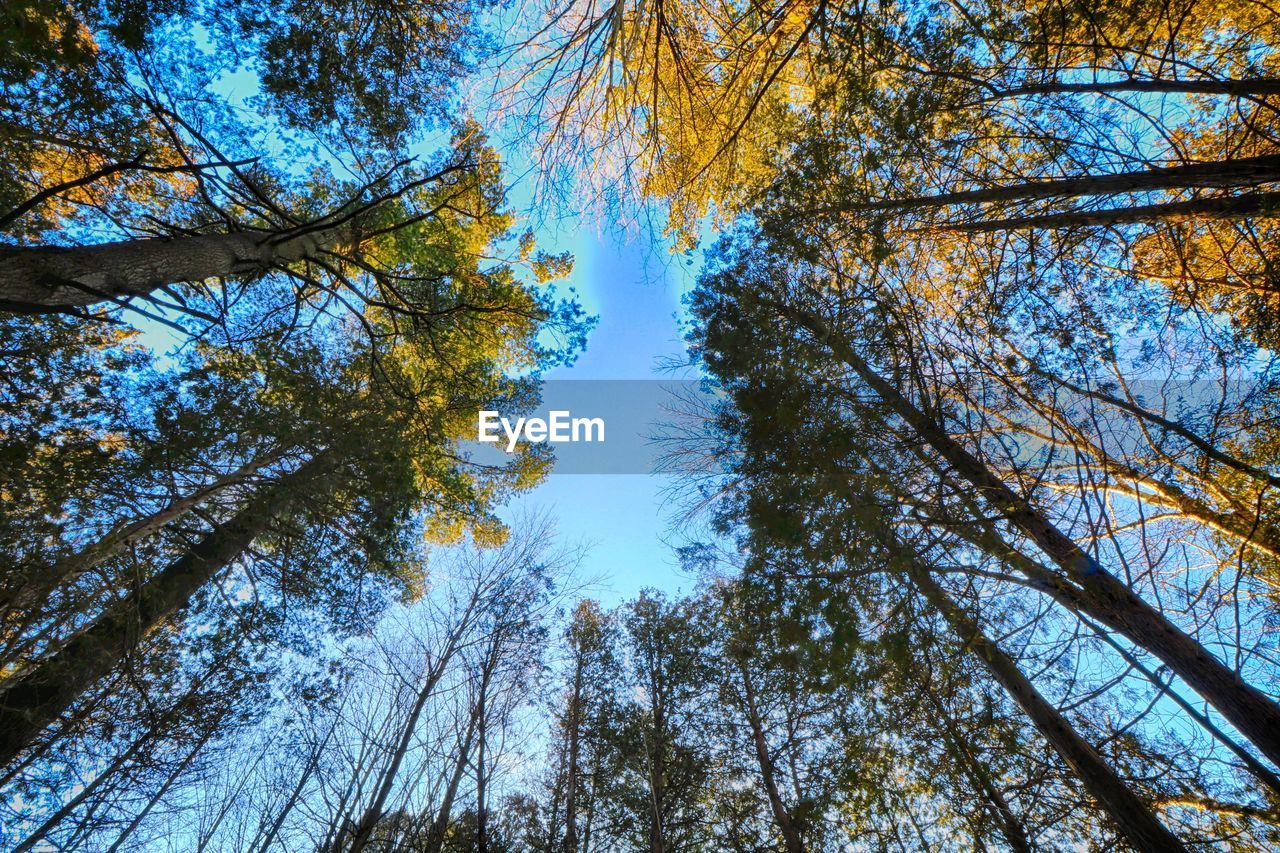 LOW ANGLE VIEW OF TREES IN FOREST