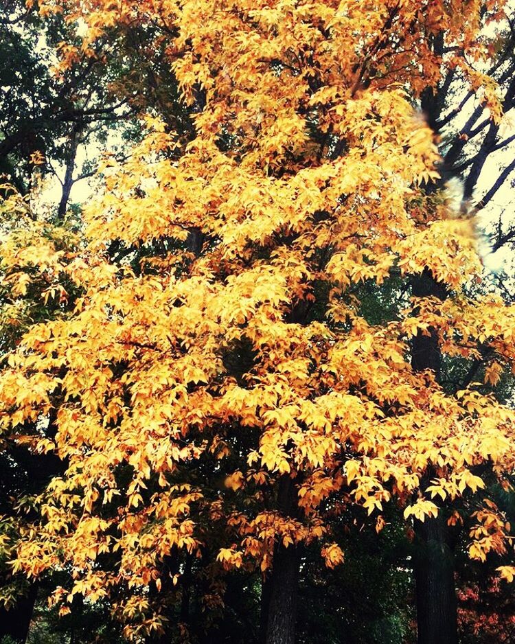 YELLOW FLOWERS GROWING ON TREE TRUNK