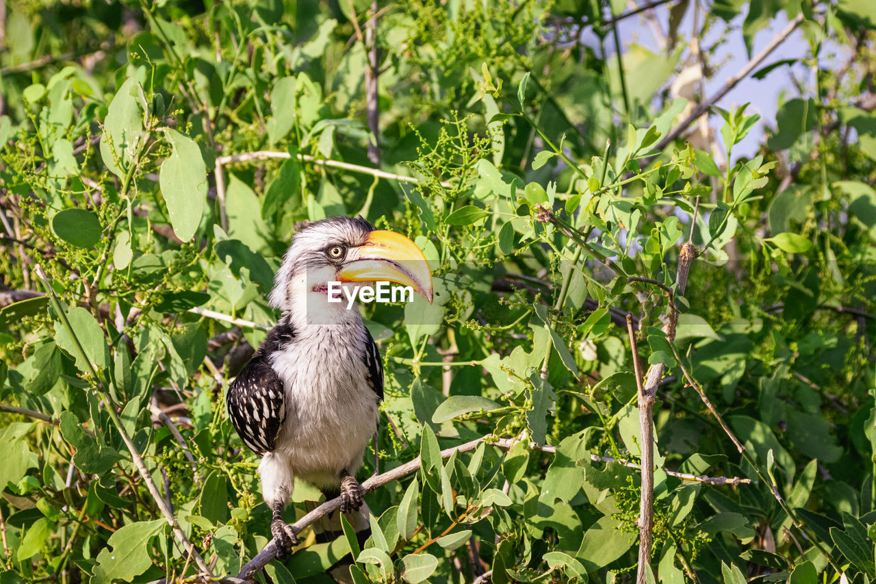 Animals in the wild - yellow-billed hornbill - samburu national reserve, north kenya