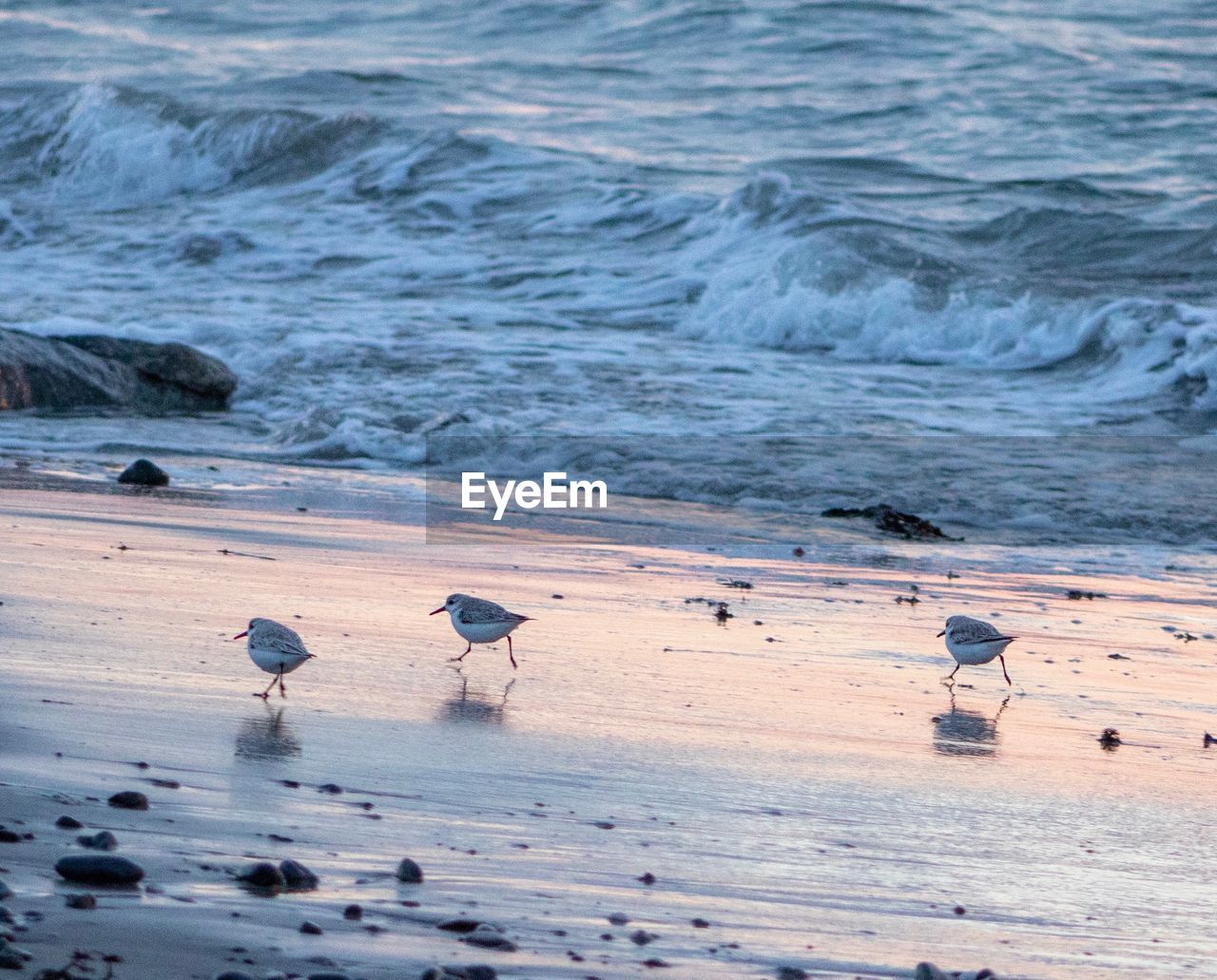 Birds on shore at beach during sunset