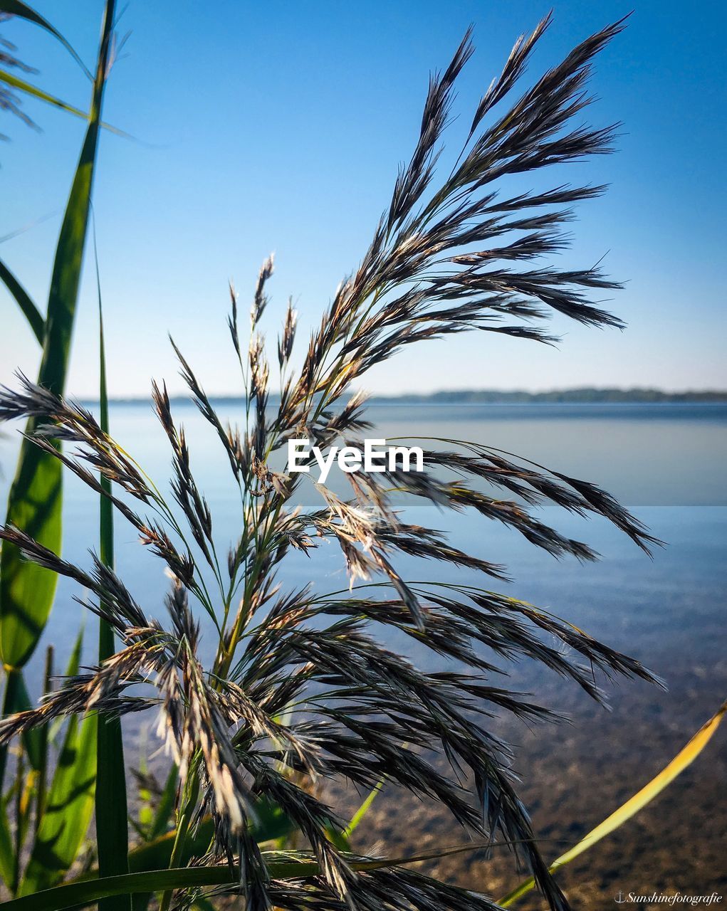 CLOSE-UP OF STALKS AGAINST THE SKY