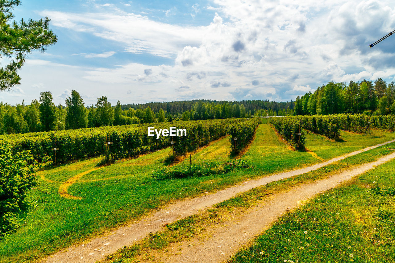 SCENIC VIEW OF RURAL LANDSCAPE