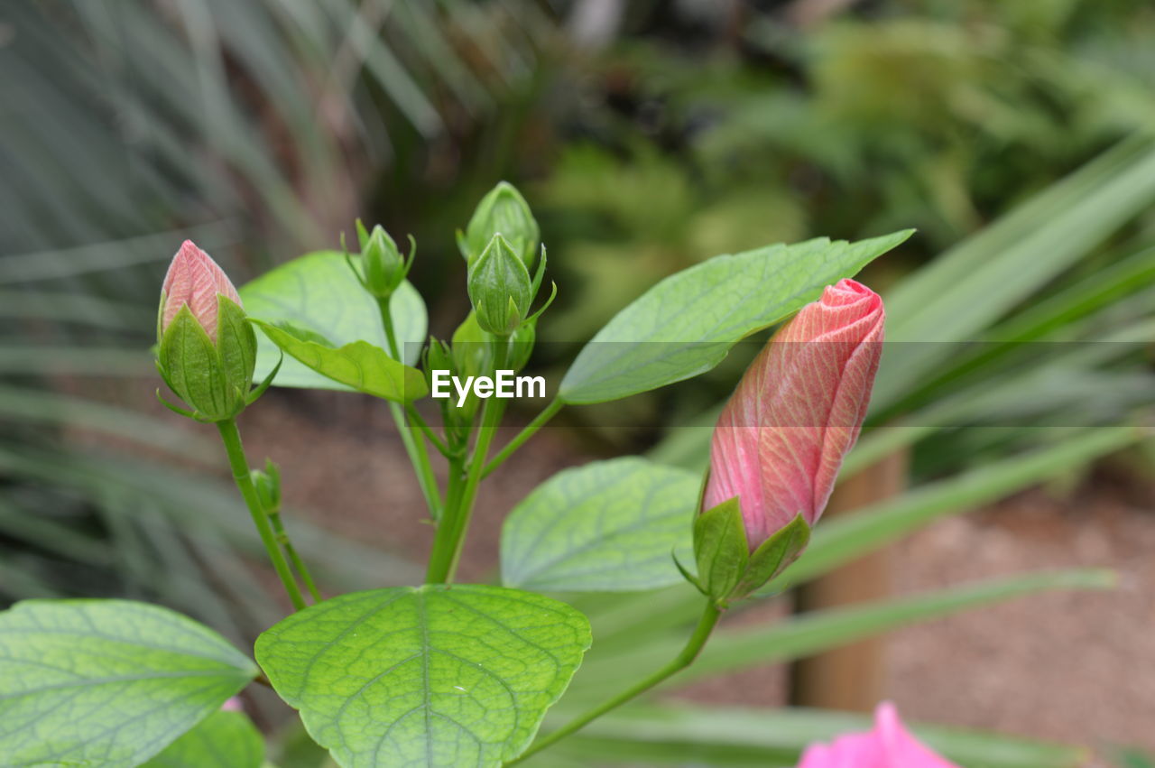 Close-up of pink flower