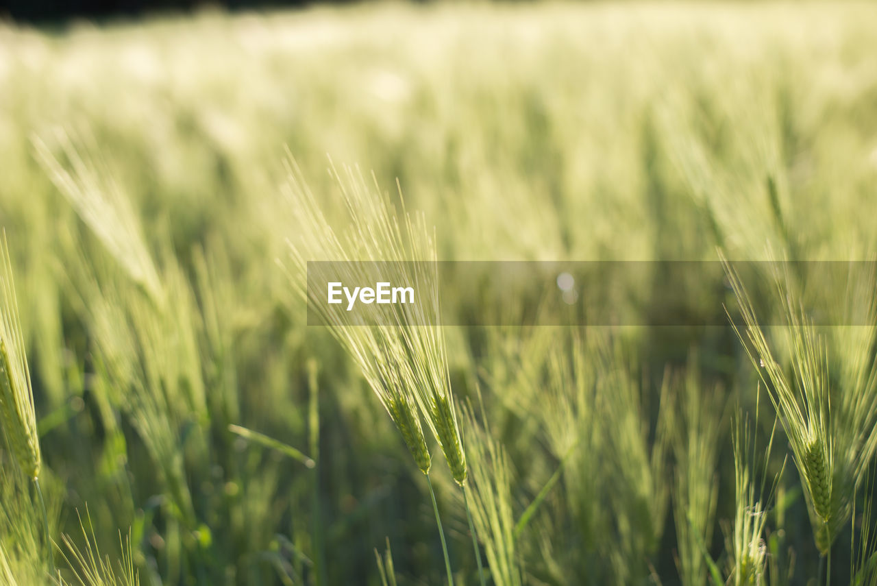 CLOSE-UP OF WHEAT GROWING ON FARM