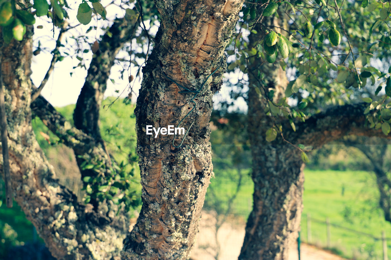 Close-up of tree trunk in forest