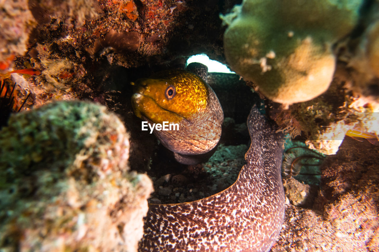 Moray eel mooray lycodontis undulatus in the red sea, eilat israel a.e