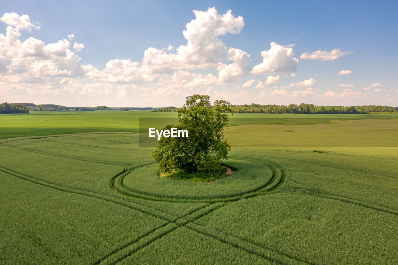 View from above on lonely tree with shadow in a green field and sky with clouds in the background