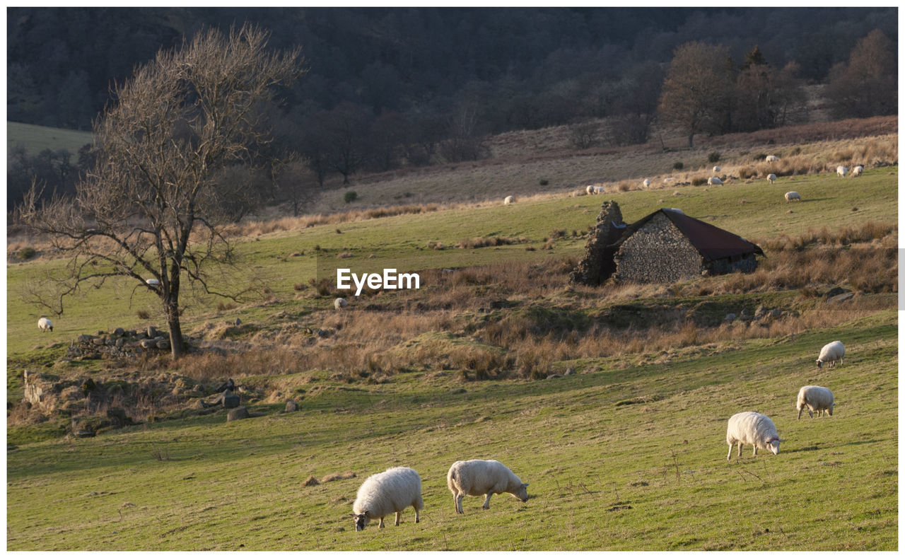 VIEW OF SHEEP GRAZING IN FIELD