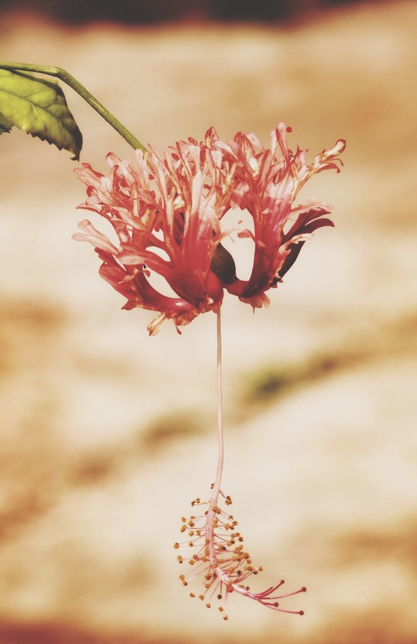 CLOSE-UP OF RED FLOWER BLOOMING IN WATER