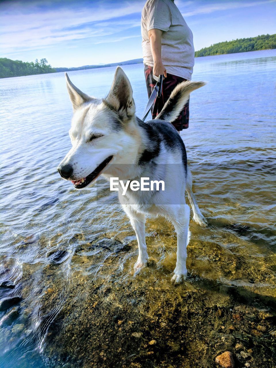 Full length of dog on beach