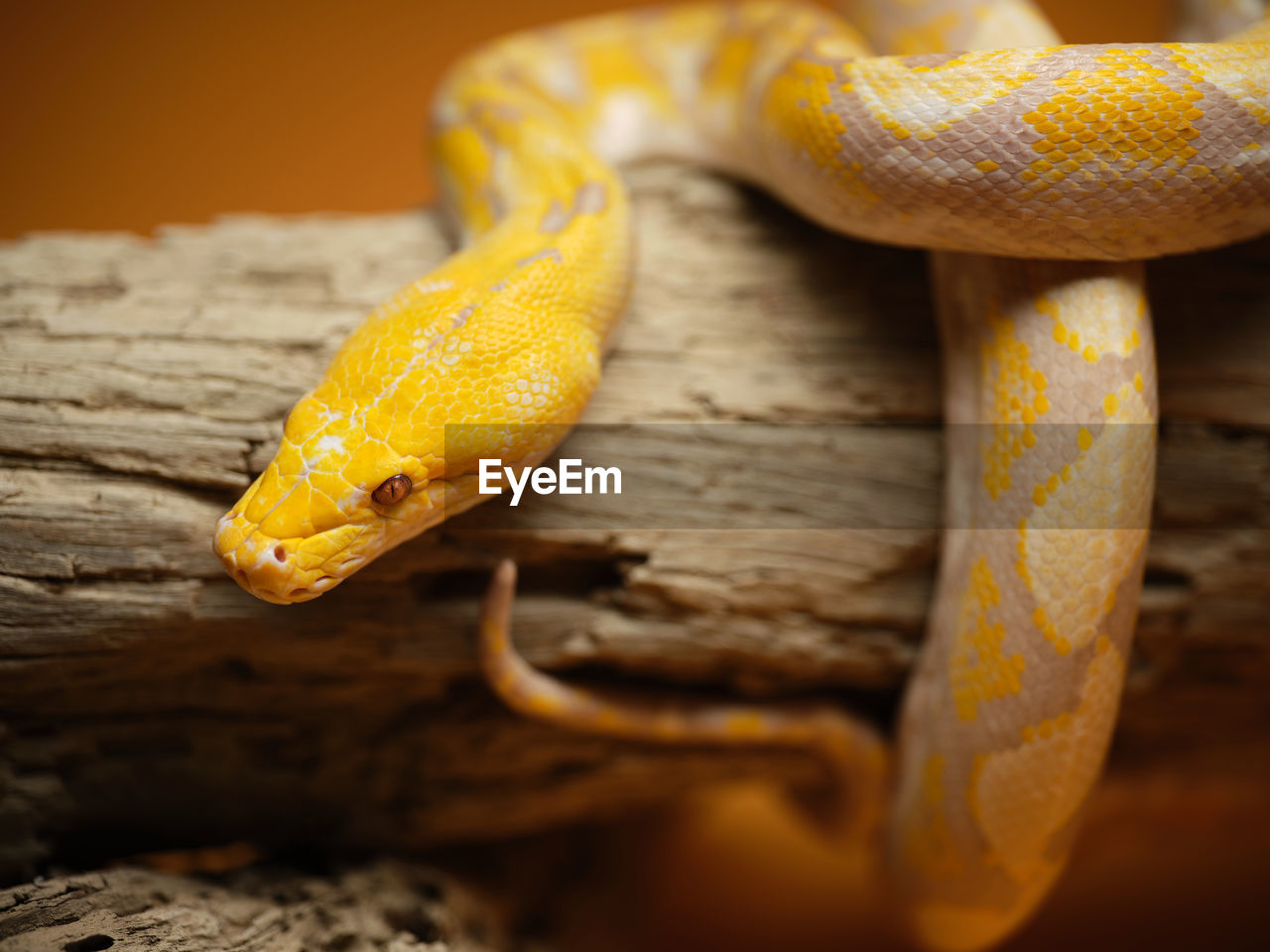 animal themes, yellow, animal, reptile, one animal, animal wildlife, snake, serpent, wildlife, close-up, macro photography, no people, animal body part, poisonous, nature, wood, boa, tree, warning sign, sign, outdoors, gecko, animal scale, curled up