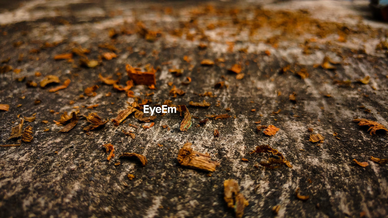 Dried leaves on ground