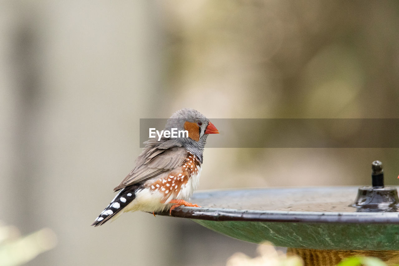 CLOSE-UP OF BIRD PERCHING ON A ROCK