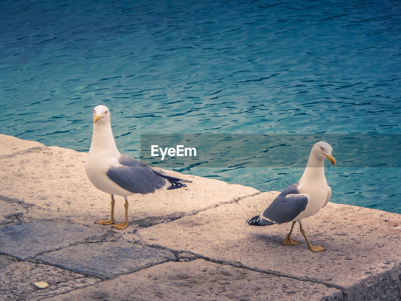 HIGH ANGLE VIEW OF SEAGULLS PERCHING ON SHORE