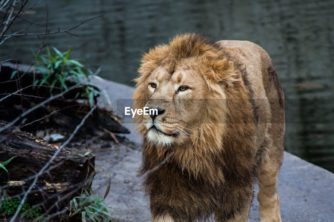 LION LOOKING AWAY OUTDOORS