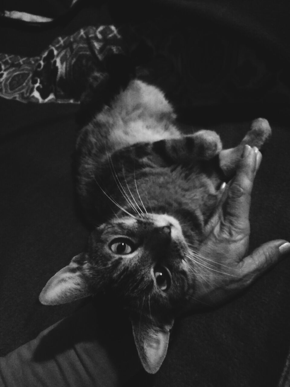 CLOSE-UP PORTRAIT OF CAT SITTING ON BLANKET