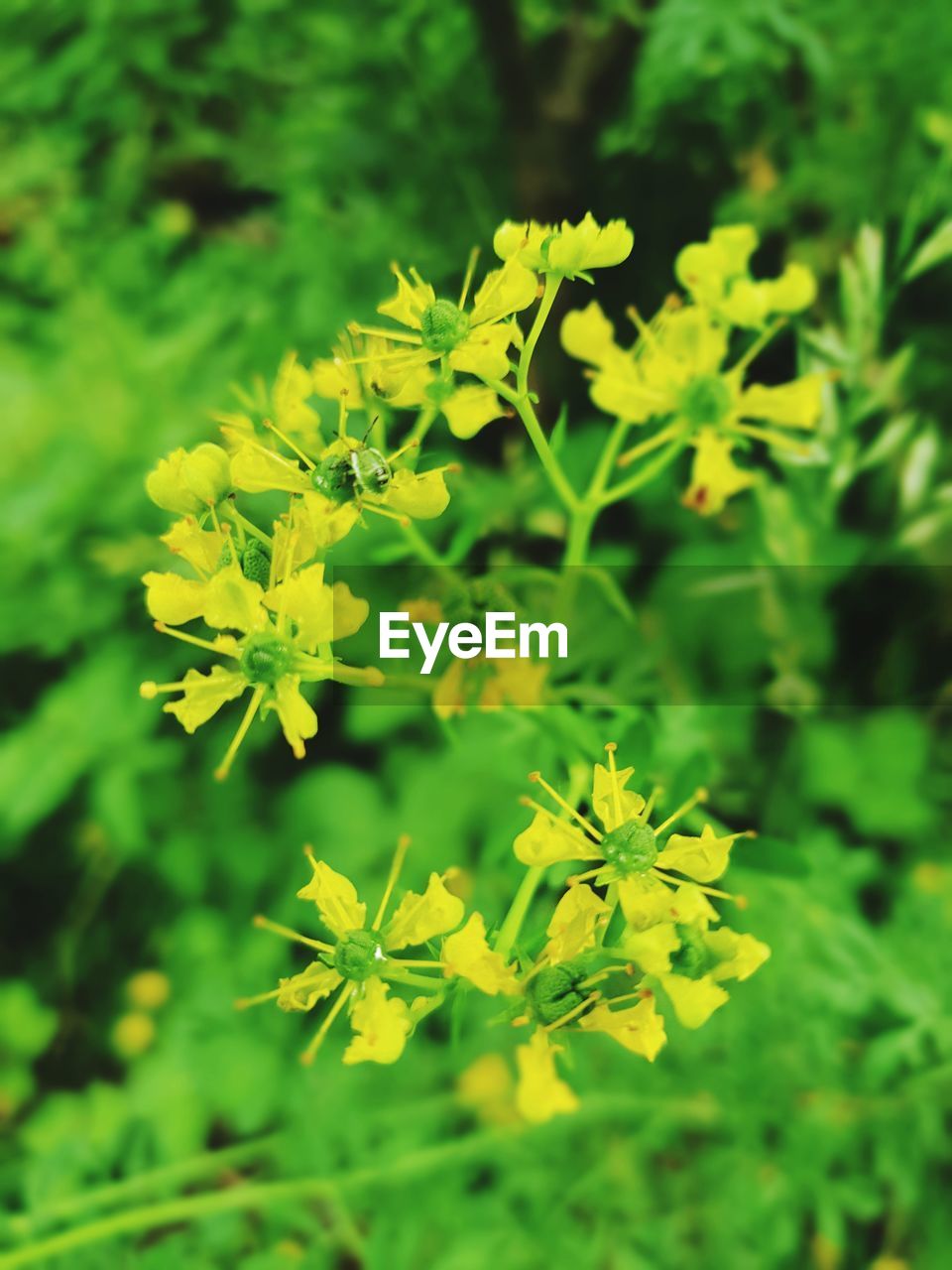 HIGH ANGLE VIEW OF YELLOW FLOWERING PLANTS