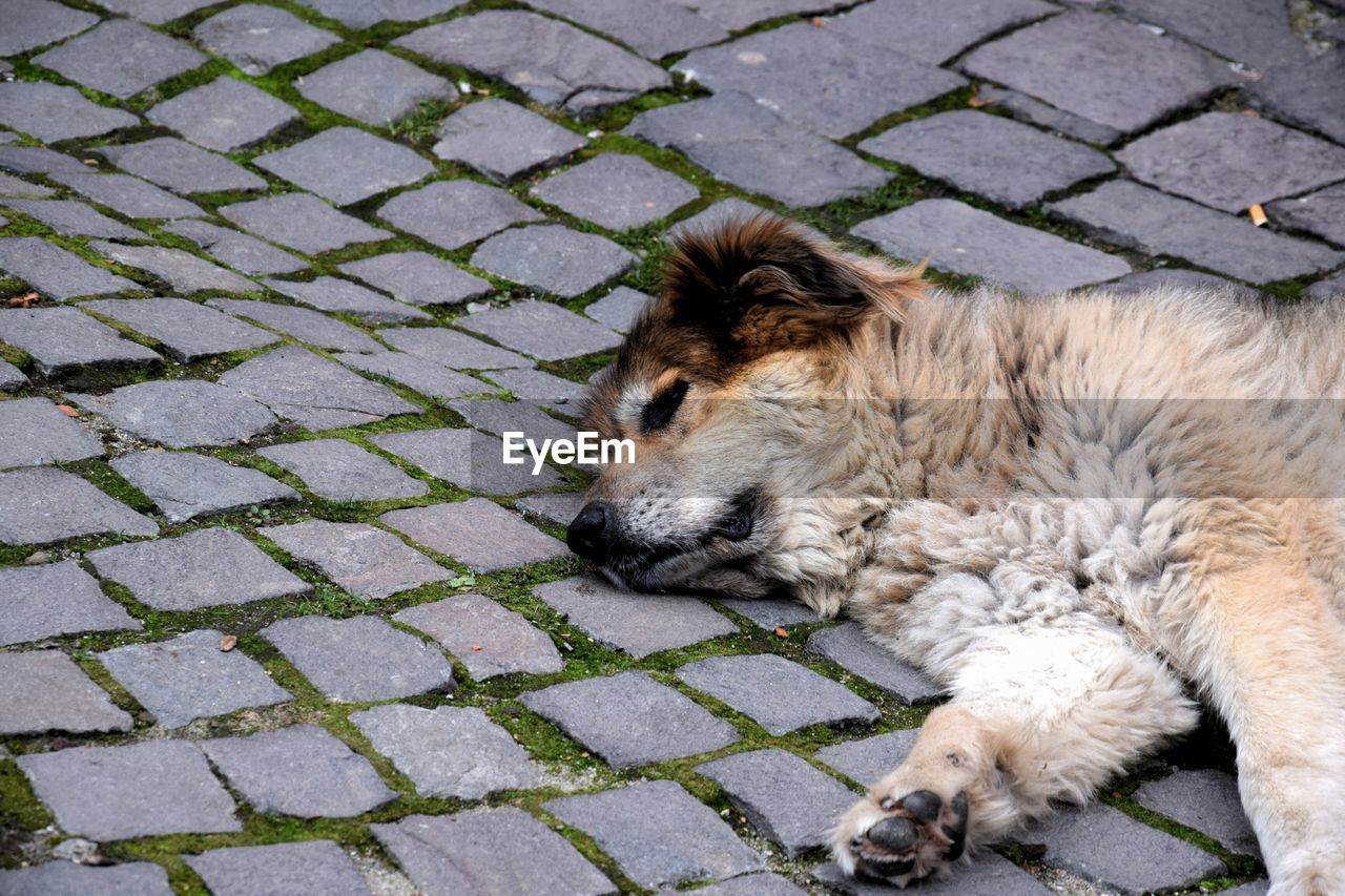 Dog lying down outdoors