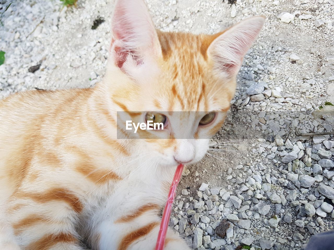 CLOSE-UP PORTRAIT OF GINGER CAT SITTING OUTDOORS