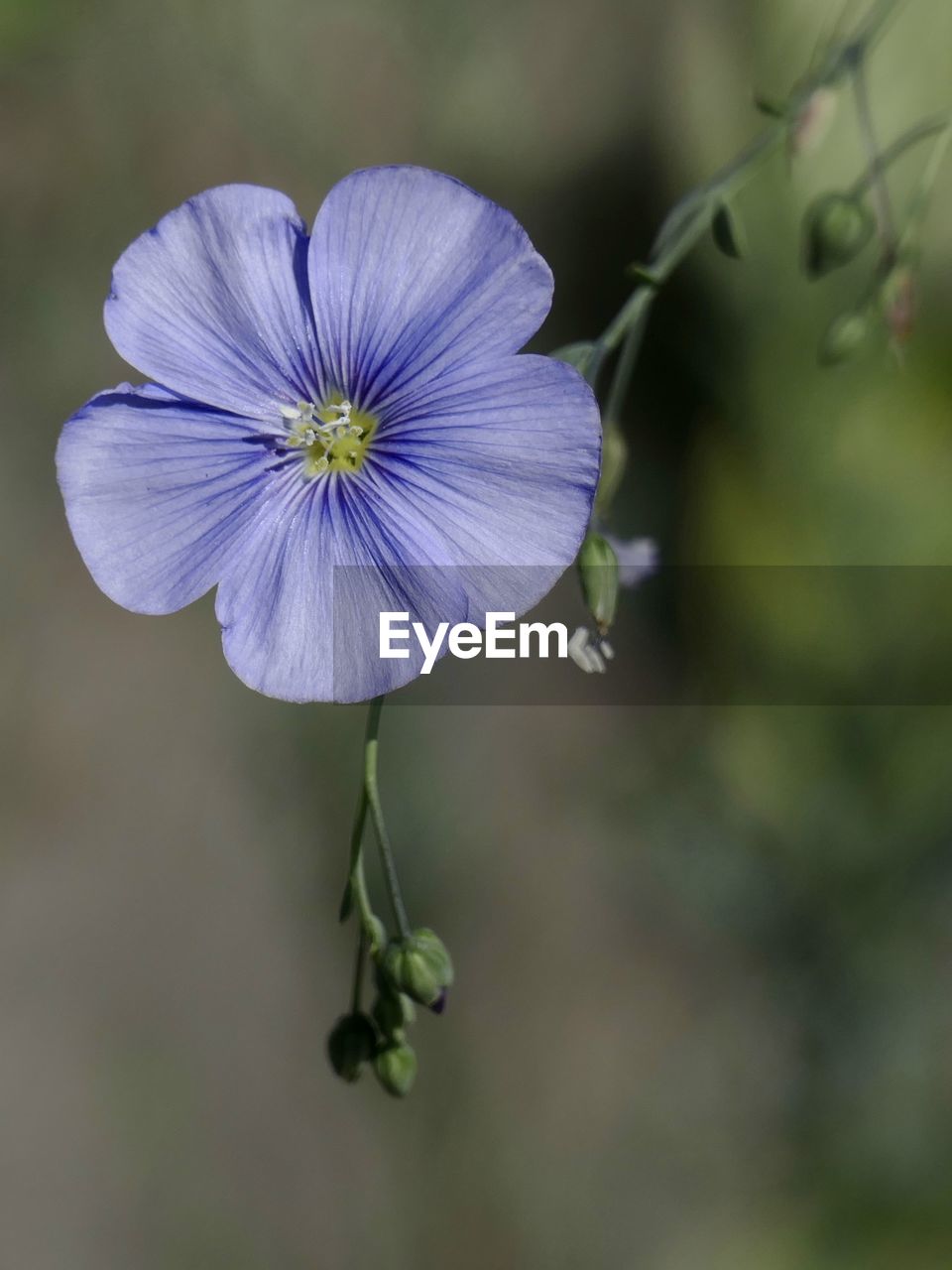 flower, flowering plant, plant, freshness, beauty in nature, close-up, fragility, purple, flower head, inflorescence, petal, growth, nature, macro photography, focus on foreground, plant stem, wildflower, no people, botany, outdoors, springtime, blossom, blue, green, day, selective focus, pollen