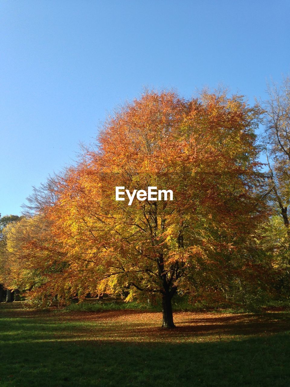 Tree in park during autumn against clear blue sky