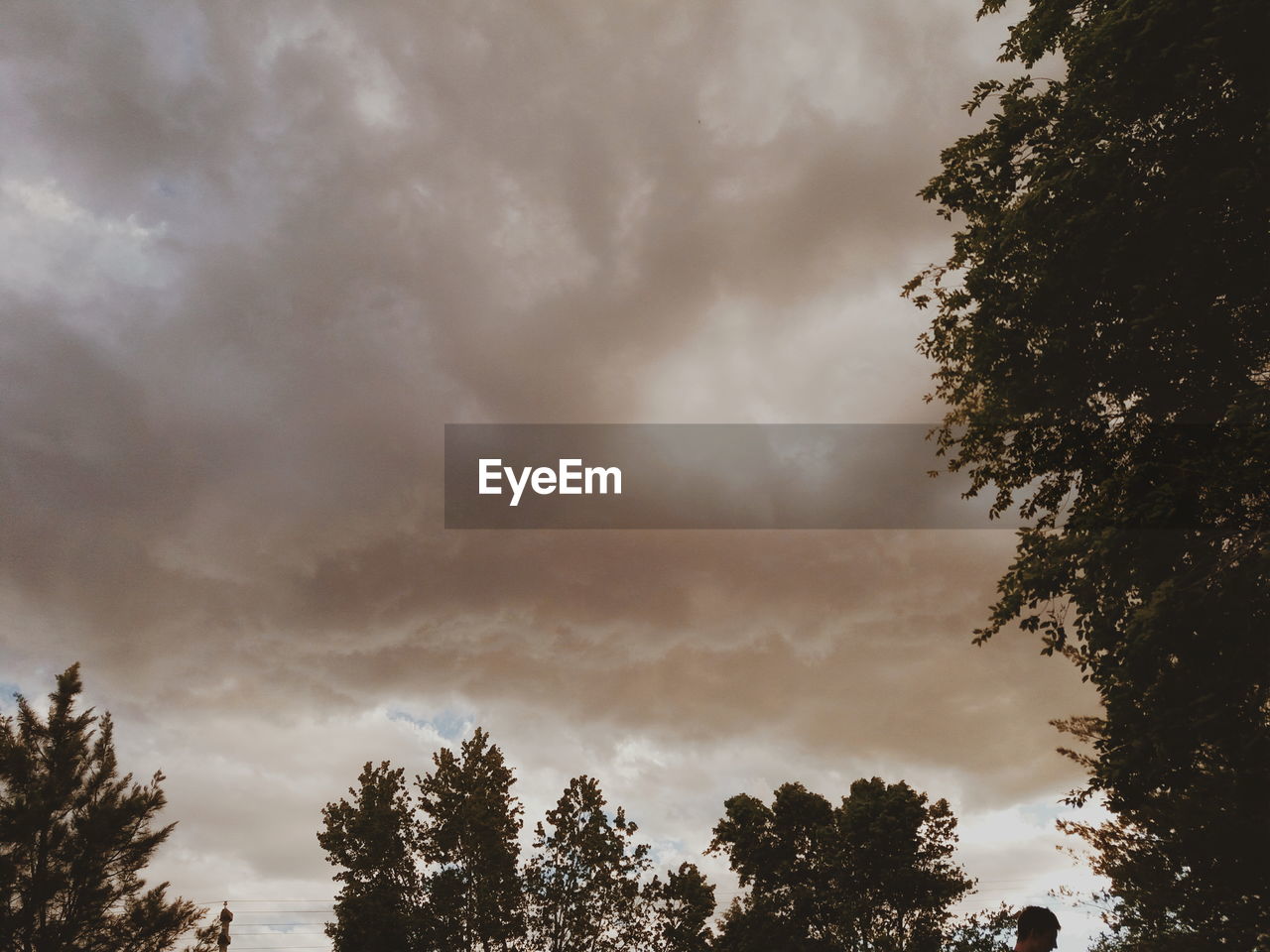 LOW ANGLE VIEW OF TREES AGAINST SKY