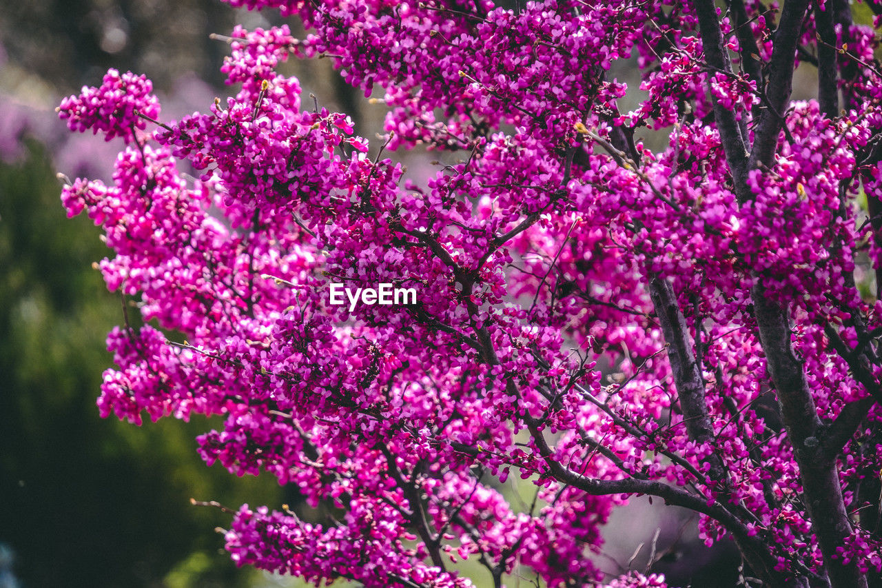 low angle view of cherry blossom