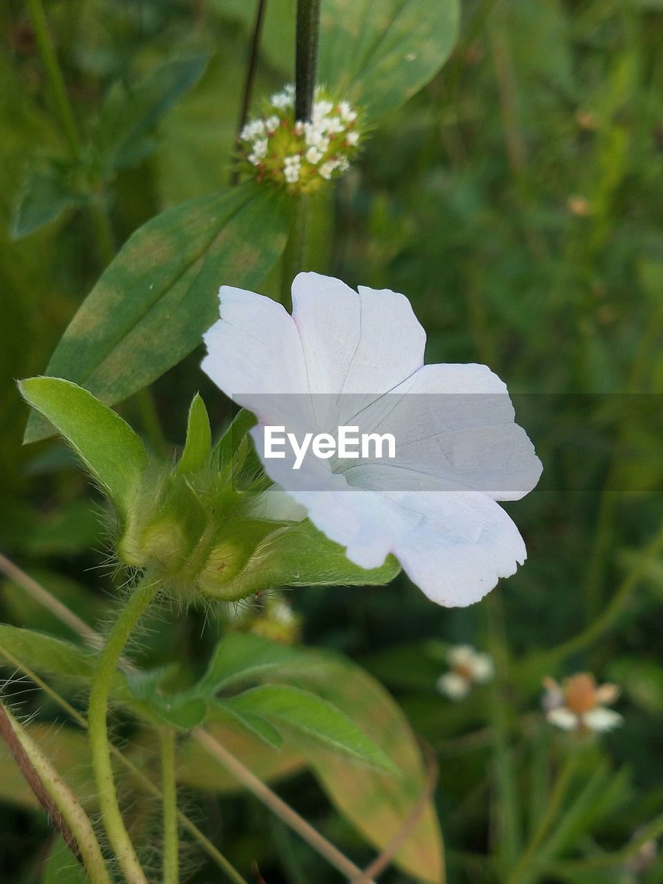 CLOSE-UP OF WHITE FLOWER ON PLANT