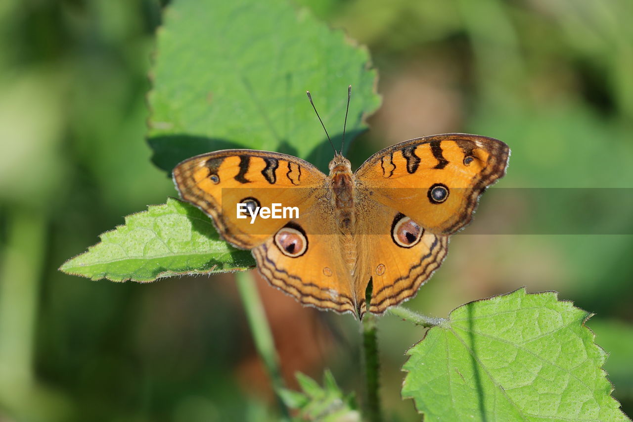 A peacock pansy butterfly