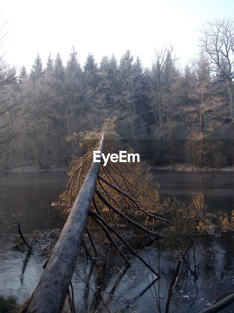 Tree falling over river in forest