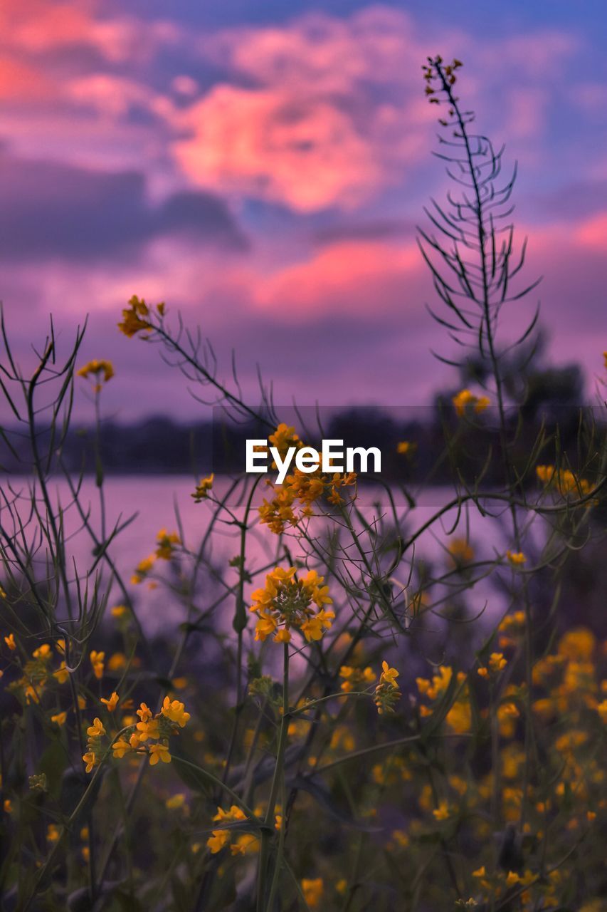 Scenic view of flowering plants on field against sky during sunset