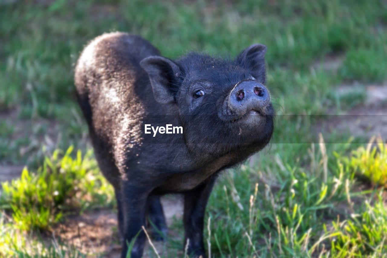 close-up of pig in a field