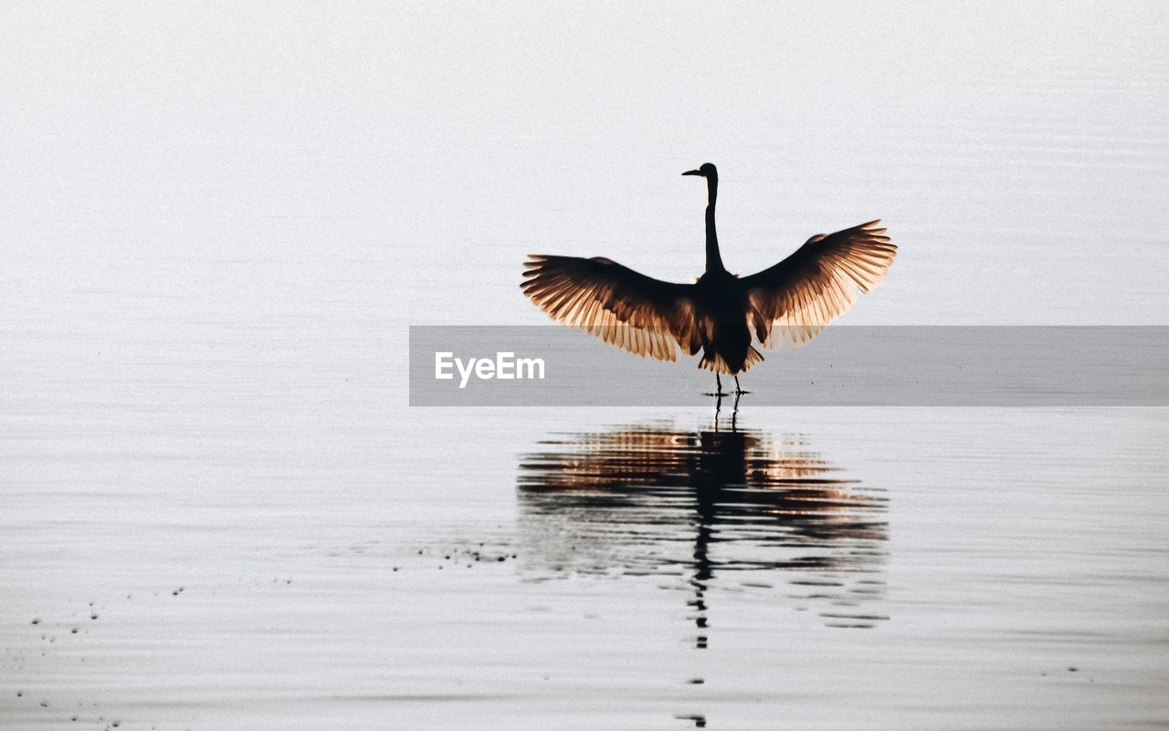 Bird on lake