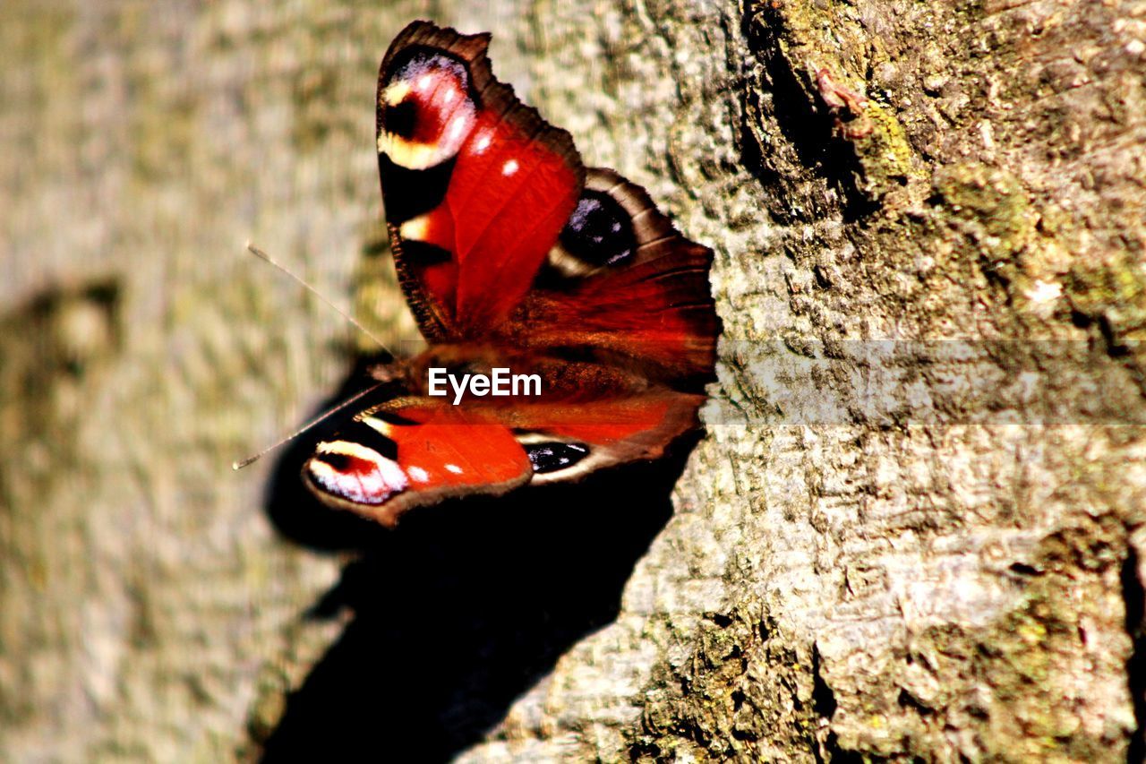 CLOSE-UP OF BUTTERFLY ON ROCK AGAINST TREE