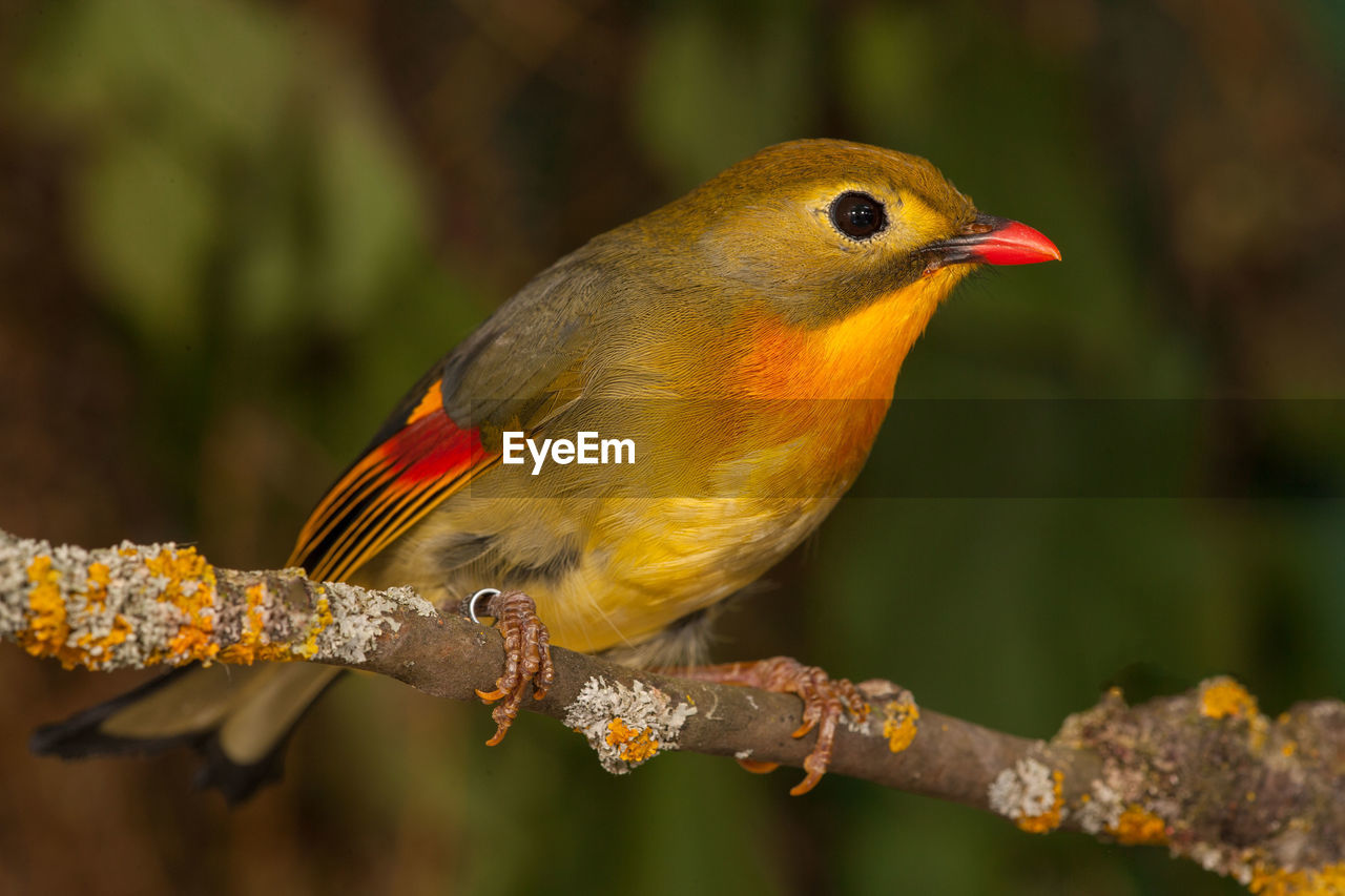 CLOSE-UP OF PARROT PERCHING ON BRANCH