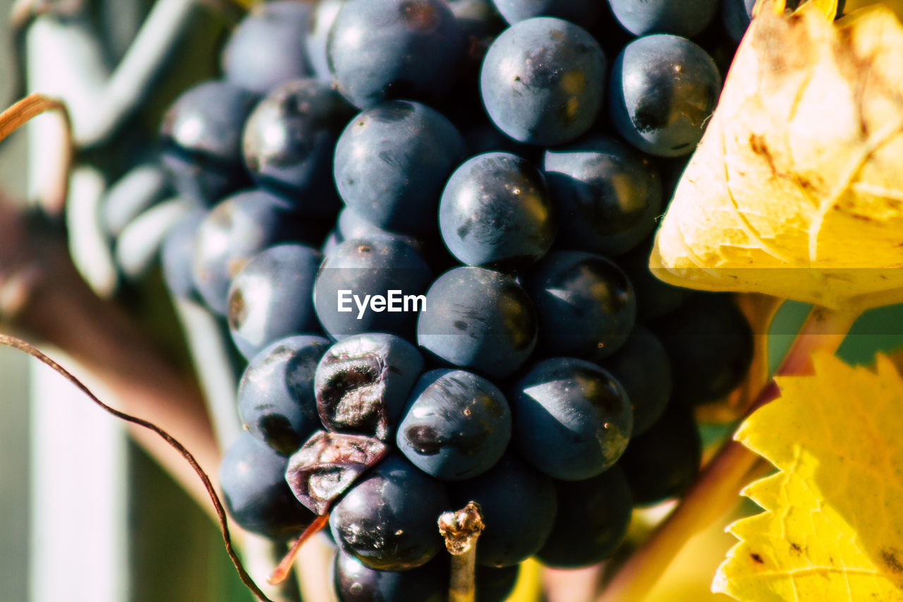 CLOSE-UP OF GRAPES GROWING IN CONTAINER