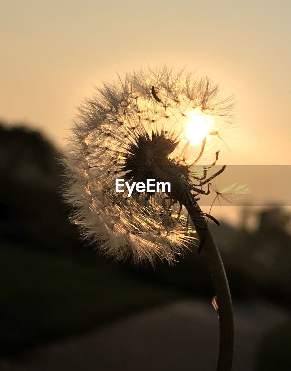 CLOSE-UP OF DANDELION AT SUNSET