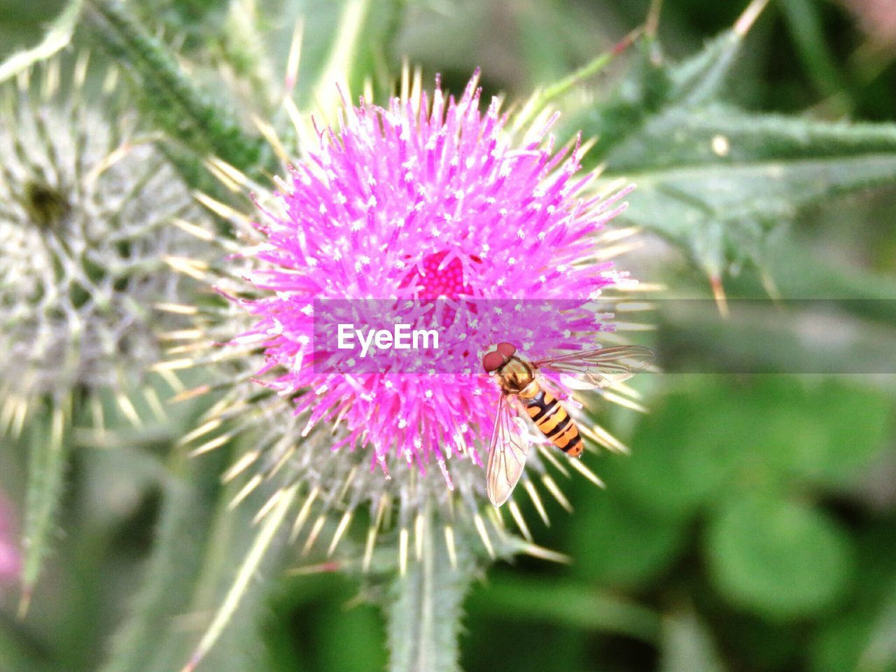 CLOSE-UP OF BEE POLLINATING ON THISTLE