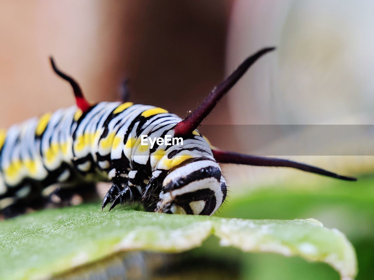 CLOSE-UP OF CATERPILLAR