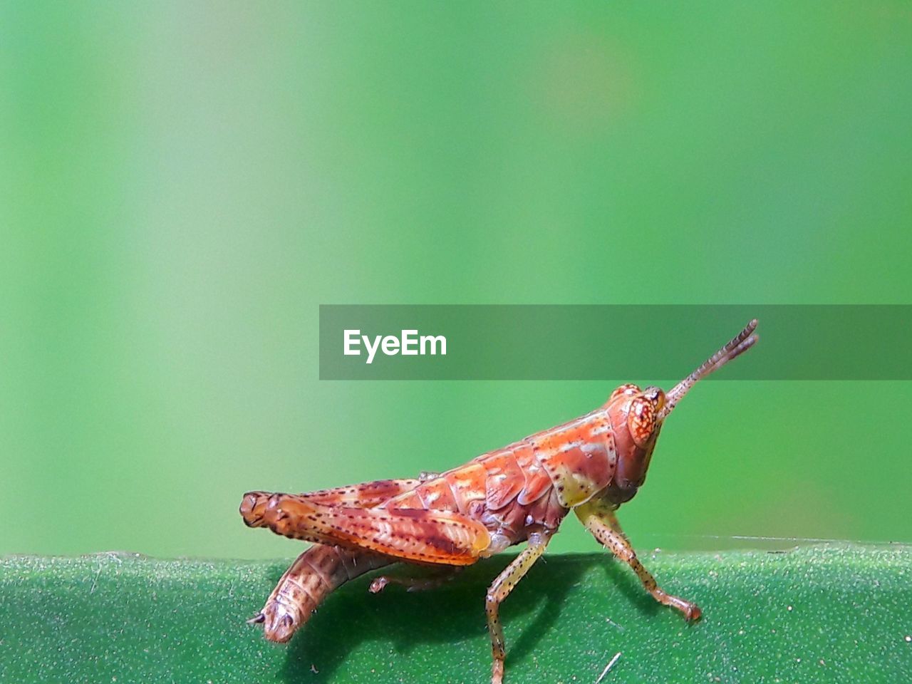 CLOSE-UP OF CATERPILLAR ON LEAF