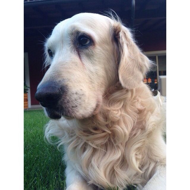 CLOSE-UP OF DOG LOOKING UP