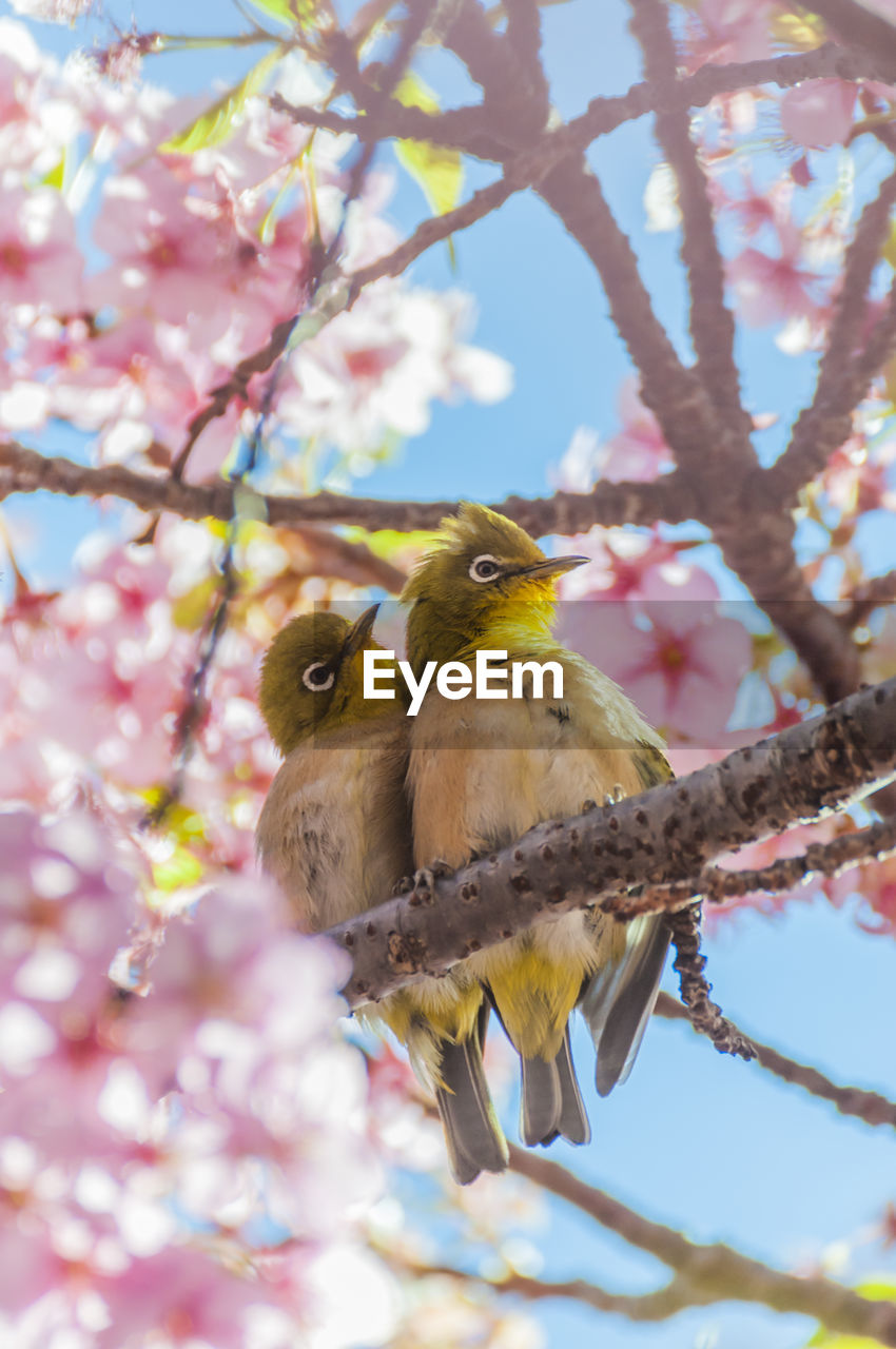 Pair of white-eyes ,close-up