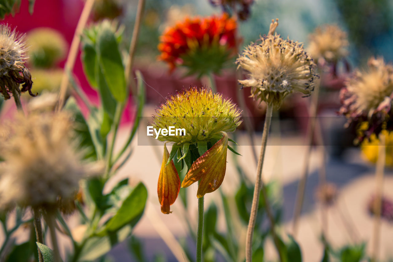 Close-up of flowering plant