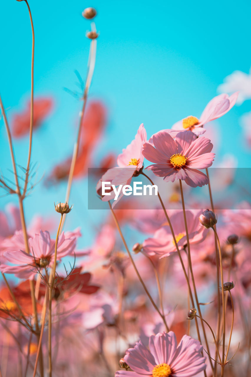 CLOSE-UP OF PINK COSMOS FLOWER AGAINST SKY