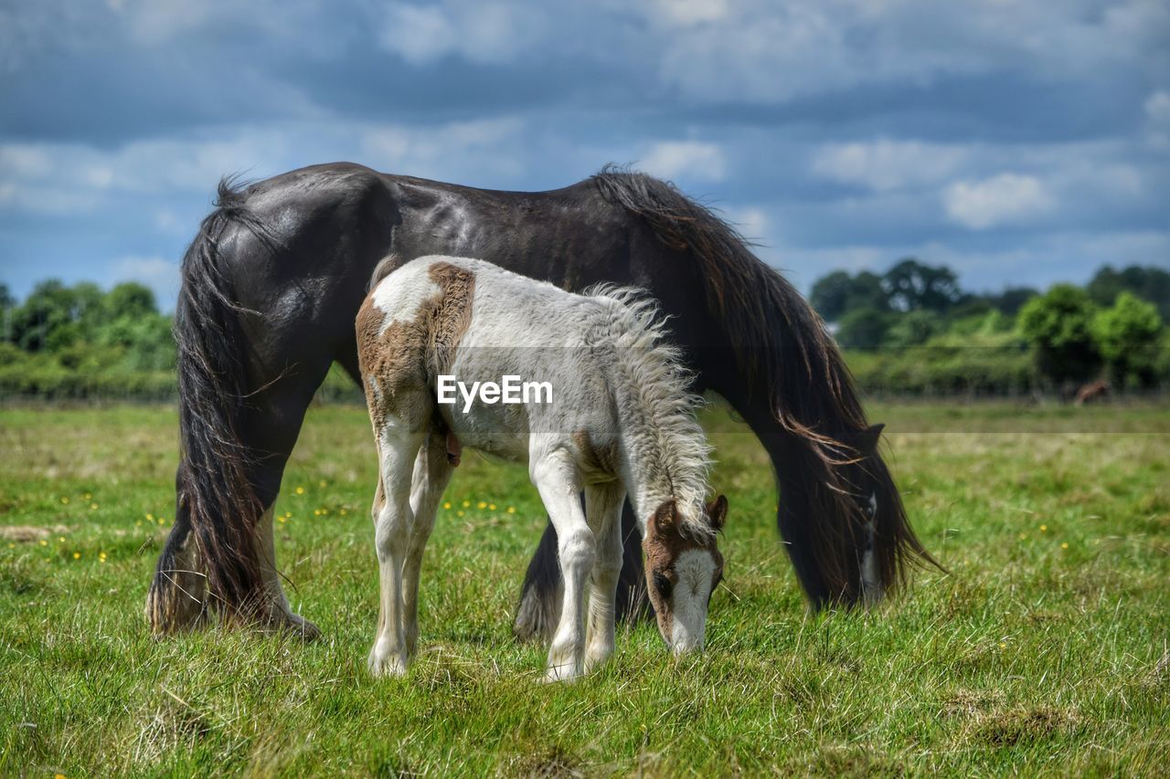 Horses grazing on field against sky