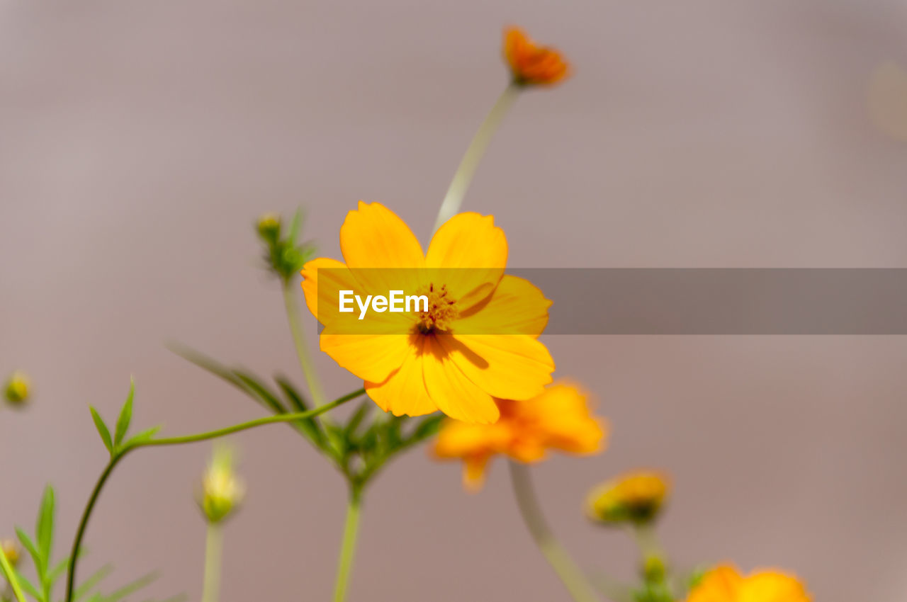 Close-up of yellow daisy flowers