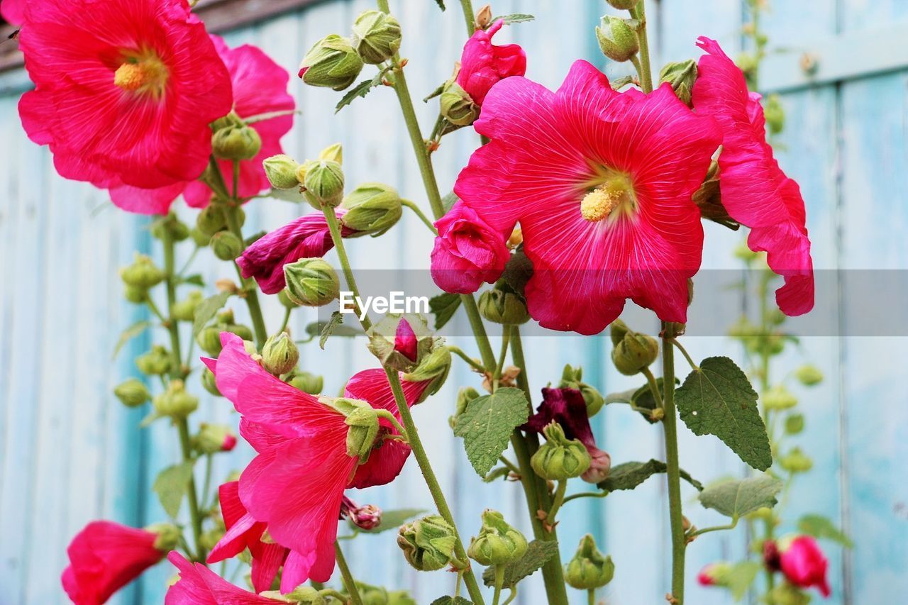 CLOSE-UP OF PINK ROSES