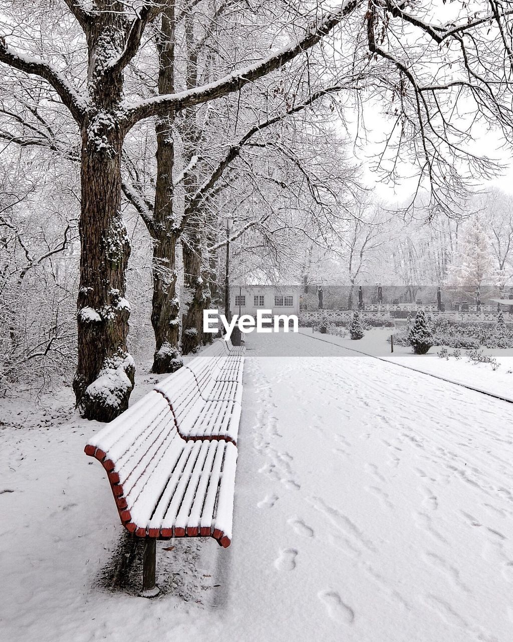 Empty benches on snow covered trees during winter