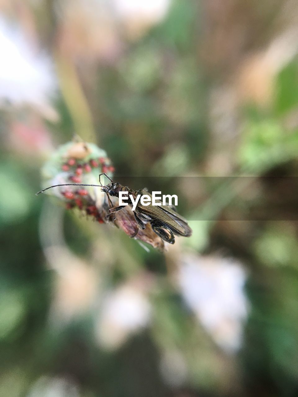 Close-up of insect on flower